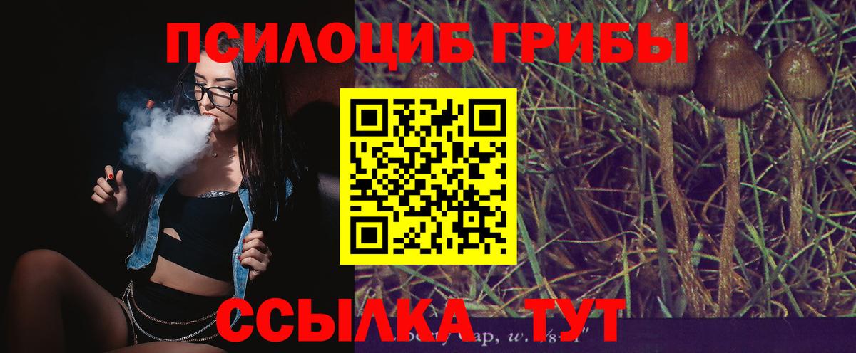 Галлюциногенные грибы Psilocybe Березники